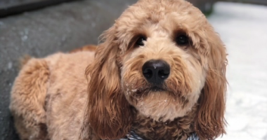 Goldendoodle sitting on the floor
