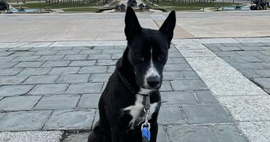 Black dog with a white snout and chest and pointy ears sitting on a stone walkway