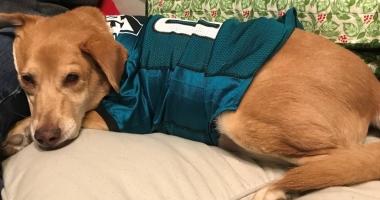 Medium-sized brown dog wearing a Philadelphia Eagles jersey