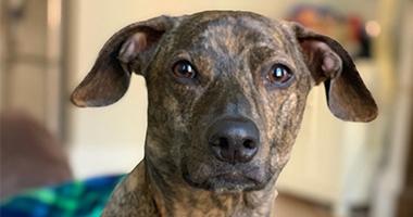 Brown dog with floppy ears and black-mottled coat