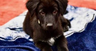 Brown dog on a blanket