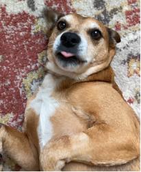 Beige dog lying on its back on a carpet