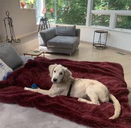 Golden retriever lying on a red towel