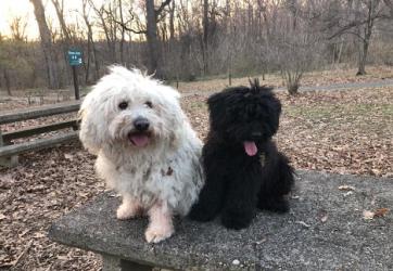 Two small shaggy dogs, one white and one black, sitting on a stone picnic table