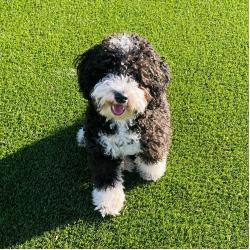 Portuguese water dog sitting on turf