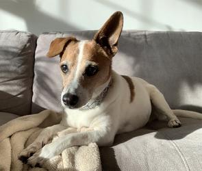 Nuggy the Jack Russell terrier