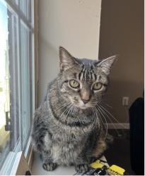 Tabby cat on a windowsill