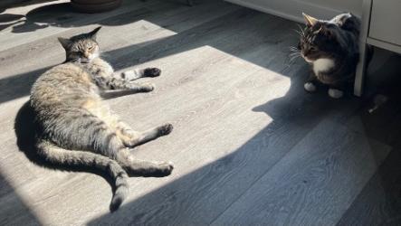 Two tabby cats on a wooden floor