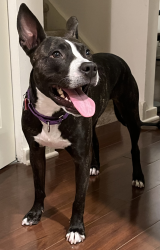 Medium-sized dog with a black coat with pointy ears and splashes of white on the chest, snout, and paws