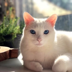 Ferd, a white cat with blue eyes