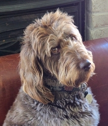 Brown and gray labradoodle