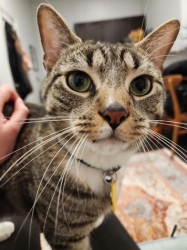 Oscar, a tabby cat