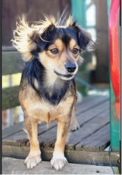 A small chihuahua-esque dof with tan and black coloring